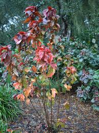 Image result for Acalypha ambigua