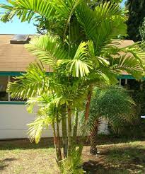 Ciri Ciri Dan Jenis Jenis Pohon Palem Bibitbunga Com