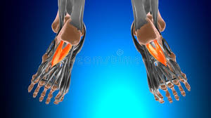 نتیجه جستجوی لغت [accessorius] در گوگل