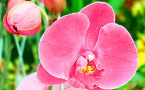 We did not find results for: Chinese Symbolism Of Plants Chinese Customs