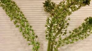 These tropical plants add a decorative element to your space and give that natural look to your living spaces. Spice Up Your Garden With Tropical Beauties Finegardening