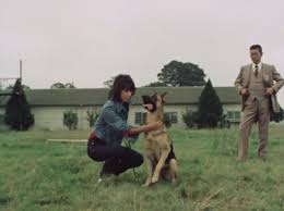 1832 ）は、ラン科 エビネ属の多年草。 和名の「サルメン」は唇弁が赤みを帯びてしわが寄っているのをサルの顔に見立てたことに由来し 、「エビネ」は同属のエビネが偽球茎の形をエビの背中に見立てたことに由来する 。 Gãƒ¡ãƒ³82 Hashtag On Twitter