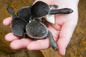 Broad Shell Snake Necked Turtle Turtle Tortoise Turtle Snake Turtle