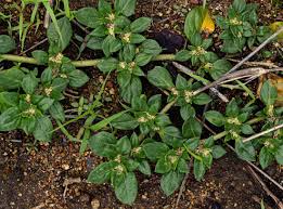 Image result for Guilleminea densa