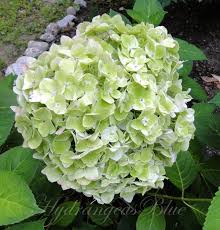 Pink hydrangea flowers turning green. Watching This White Hydrangea Flower Turn Green Hydrangeas Blue