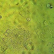 Here are some tips to make green woodturning fun and to ensure that you get the best results from your experiments. Clue Cell Wikipedia