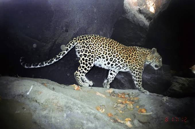 The Sanjay Gandhi National Park - Wildlife Conservation Trust