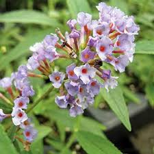 Image result for buddleia davidii