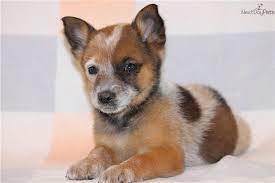 Pin By Mary Broome On Cute Aussie Cattle Dog Heeler Puppies Cattle Dogs Rule