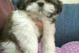 We did not find results for: Shih Tzu Puppies For Sale In Virginia With Price Animalssale Com
