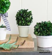 Maybe you would like to learn more about one of these? Small Round Preserved Boxwood Ball In Pot Emory Valley Mercantile