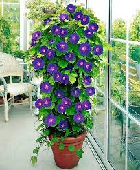 Container Pot With Morning Glory Grandpa Ott Plant Grow On Large Tomato Cage Containergardeningideas Saksida Cicekler Cicek Yataklari Saksi Bahceciligi