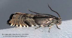 Image result for Cydia strobilella