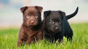 The australian kelpie, or simply kelpie, is an australian sheep dog capable of mustering and droving with little or no guidance. Australian Kelpie Price Temperament Life Span