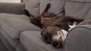 Dreaming Pup Wags Tail In His Sleep Youtube