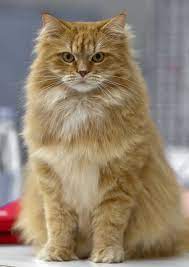 Siberian Cat C Heikki Siltala Siberian Cat Siberian Forest Cat Tabby Cat