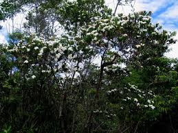 Image result for Mascarenhasia