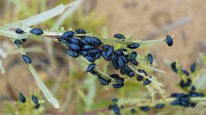 Check spelling or type a new query. Tiny Black Bugs That Look Like Seeds Flea Beetles Black Insects Black Bugs On Plants
