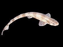 Some sharks living in frigid waters can heat their eyes with a special organ in their eye socket so they can hunt more efficiently regardless of the temperatures. Catshark Wikipedia