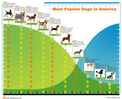 Labrador Retriever Holds Firm In Top Spot And Lovable Bulldog Continues Its Ascent More Than Twice Most Popular Dog Breeds Dog Infographic Animal Infographic