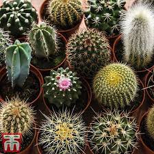 In the case of the hedgehog cactus i used for this example, its oldest column was almost two feet long! Cactus Mix House Plant Seeds Thompson Morgan