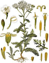 Image result for Achillea millefolium