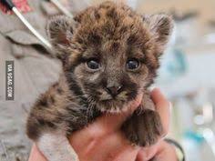 Maybe you would like to learn more about one of these? 300 Florida Wildlife Ideas Florida Wildlife Animals