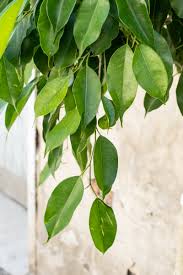Image result for Ficus demeusei