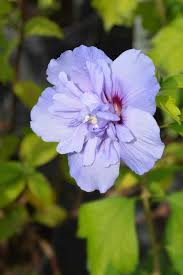 Maybe you would like to learn more about one of these? Dieci Migliori Fiori Di Fine Estate Non Sprecare