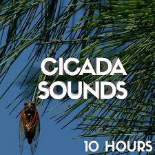 Cicadas is an installation with a difference. Cicada Sound 10 Hours Cicada Noise Cocada Cicadas Noise Sakata Bug Circada Playlist By Sleep Better Spotify