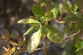 Image result for Lecythidaceae