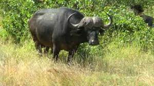 Jul 20, 2017 · 32 3/8″ buffalo cow for sale in limpopo, vaalwater mwsa044. South Africa African Buffalo Kruger National Park Hd Video Youtube