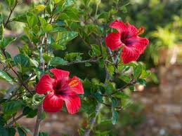 Generell beginnt die blüte jedoch im juni oder juli und dauert circa 3 wochen. Das Einmaleins Der Hibiskus Pflege Giessen Dungen Uberwintern