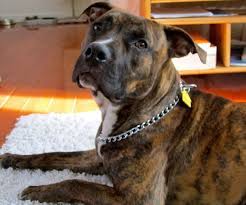 Even, some of the brown colors look black at first glance. Tiger Stripe Pitbull Pitbull Puppies