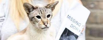 There is a risk that the cat may not come home or be injured. What To Do If Your Cat Goes Missing Purina