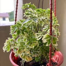 Image result for Polyscias