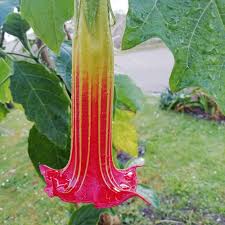 Image result for Brugmansia