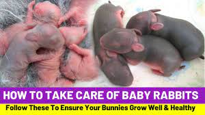 Rabbit Farming: How To Take Care Of Baby Rabbits - Youtube