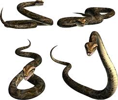 Snake Png Image Picture Download Free Snake Png Images Stock Images Free