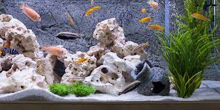 Most will answer something colorful and other might also want something with types of tropical fish for freshwater. Best Fish Tanks In 2020 Seaclear Marineland Fluval And More
