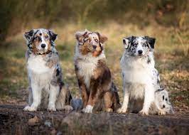 The australian shepherd, a lean, tough ranch dog, is one of those only in america stories: Be My Shadow Australian Shepherd