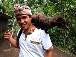 The Asian Palm Civet Is Used To Make The World S Most Expensive Coffee Kopi Luwak The Beans Are Eaten Then Excreted By The Civet This Is Supposed To Improve The Flavour Awwducational