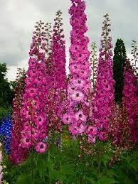 Common in lawns and moist ground, spreading rapidly to cover large patches. Delphinium So Grand And Regal Beautiful Flowers Flower Garden Flowers