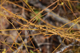 Image result for Cassytha pondoensis