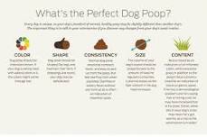 What home remedy can I give my dog for diarrhea?