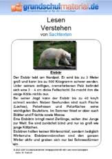 Es reicht nicht aus dass die schüler wörter oder sätze korrekt lesen können. Eisbar Sachtext Sachtexte Tiere Sachtexte Lesen Deutsch Klasse 3 Grundschulmaterial De