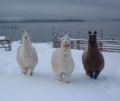 Llamas In The Raw Sanctuary Llama American Animals Animals