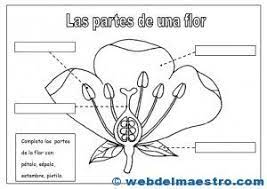 Partes De Una Flor Web Del Maestro Partes De La Flor Cuadernos Interactivos De Ciencias Ciencias De La Naturaleza