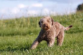 Italienischer wasserhund erkennungsmerkmale des wolligen apportierhundes der langbeinige wasserhund ist mittelgroß und fast so lang wie hoch, was ihn sehr robust wirken lässt. Lagotto Romagnolo Der Truffelhund Herz Fuer Tiere De
