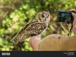 A black face mask encircle its eyes. Portrait Long Eared Image Photo Free Trial Bigstock